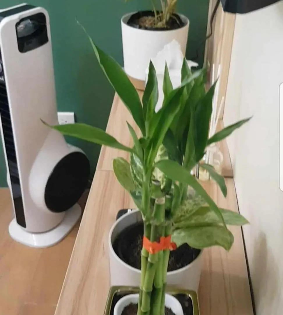 アパート Cozy 2 Bedroom Condo In Davao Near Airport With Balcony